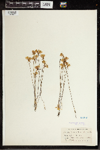 Utricularia cornuta image