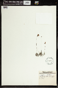Utricularia cornuta image