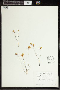 Utricularia cornuta image