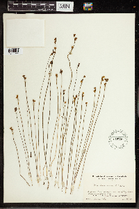 Utricularia cornuta image