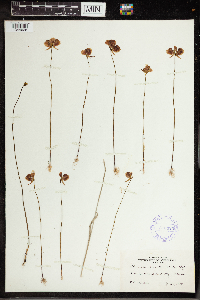 Utricularia cornuta image
