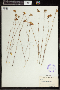 Utricularia cornuta image