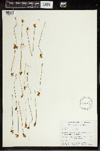 Utricularia cornuta image