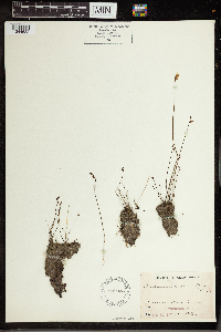 Utricularia cornuta image