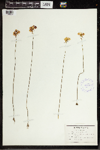 Utricularia cornuta image