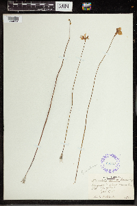 Utricularia cornuta image