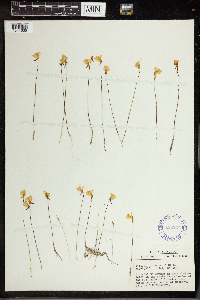 Utricularia cornuta image