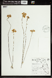 Utricularia cornuta image