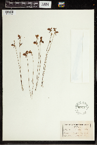 Utricularia cornuta image