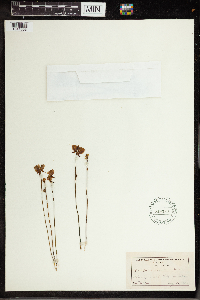 Utricularia cornuta image