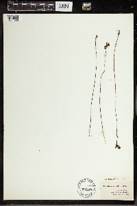 Utricularia cornuta image