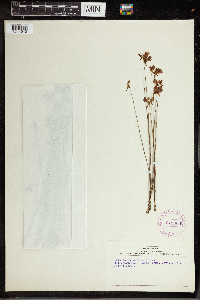 Utricularia cornuta image