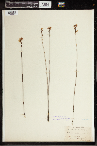 Utricularia cornuta image