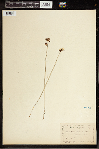 Utricularia cornuta image
