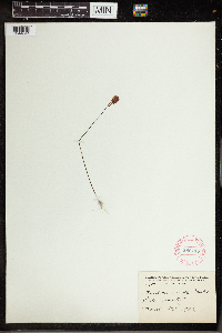 Utricularia cornuta image