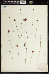 Utricularia cornuta image