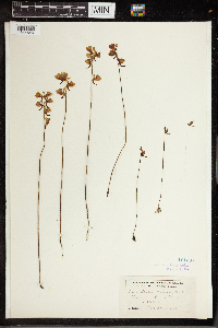Utricularia cornuta image