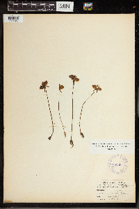 Utricularia cornuta image
