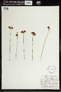 Utricularia cornuta image