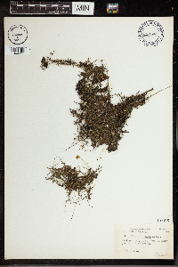 Utricularia cornuta image