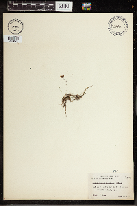 Utricularia cornuta image