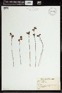 Utricularia cornuta image