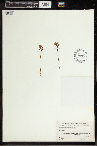 Utricularia cornuta image