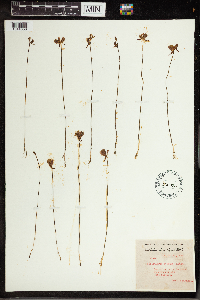 Utricularia cornuta image