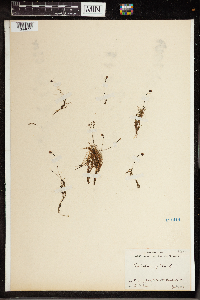 Utricularia gibba image