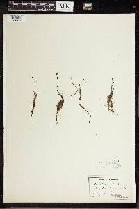Utricularia gibba image