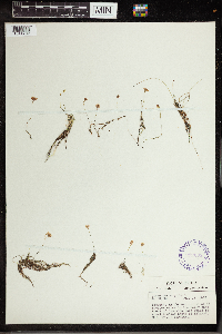 Utricularia gibba image