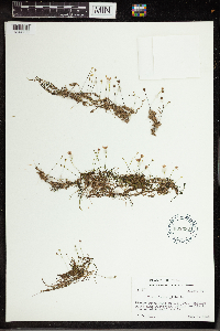 Utricularia gibba image