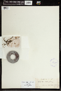 Utricularia gibba image