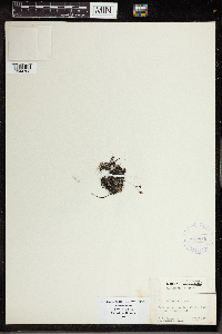 Utricularia gibba image