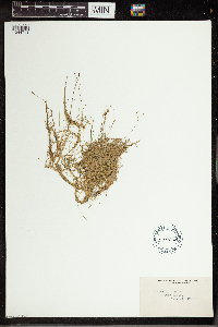 Utricularia gibba image