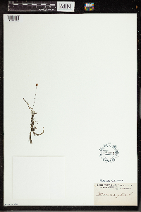 Utricularia gibba image