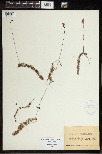 Utricularia intermedia image