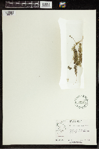 Utricularia intermedia image