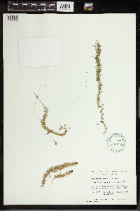 Utricularia intermedia image