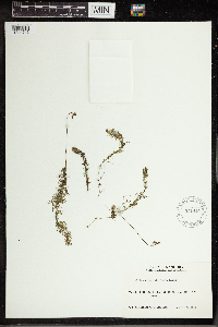 Utricularia intermedia image