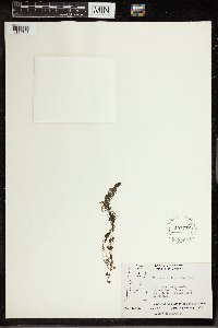 Utricularia intermedia image