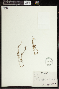 Utricularia intermedia image