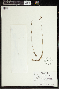 Utricularia intermedia image