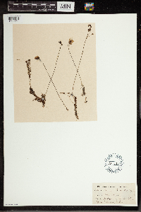 Utricularia intermedia image