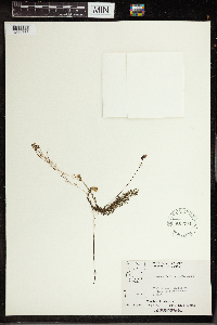 Utricularia intermedia image