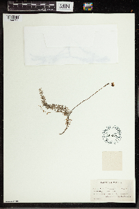 Utricularia intermedia image