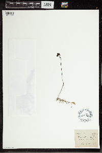 Utricularia intermedia image