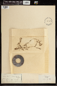 Utricularia intermedia image