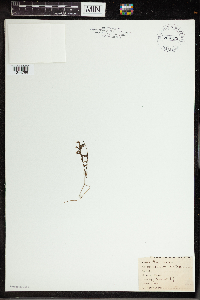 Utricularia intermedia image