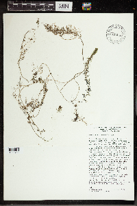 Utricularia intermedia image